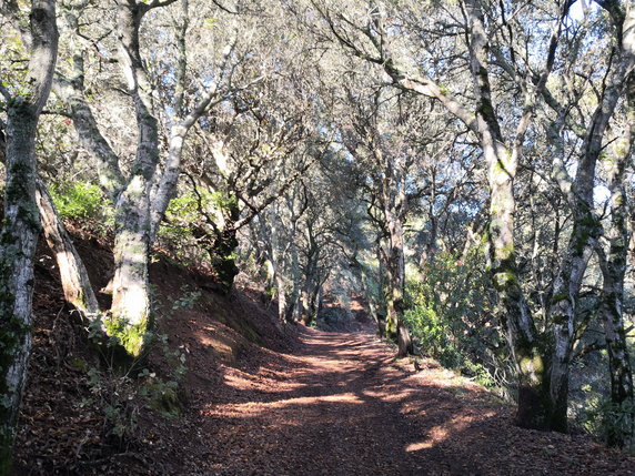 Ścieżka Aquinas Trail