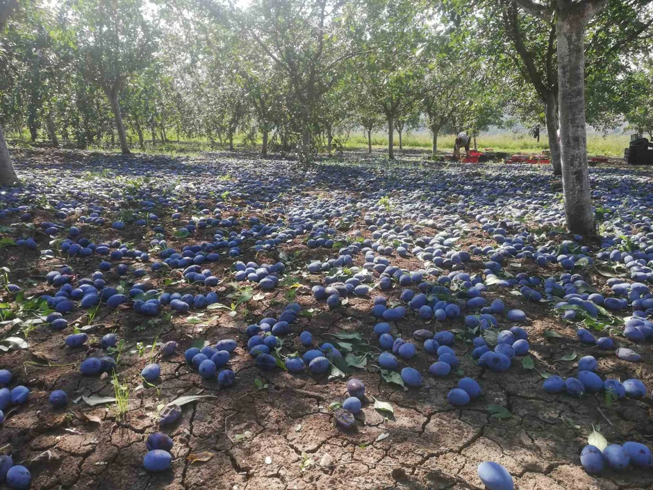 Gazdinstvo Ignjatović