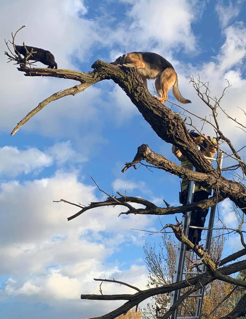 USA: pies wszedł za kotem na drzewo. Wezwano straż pożarną