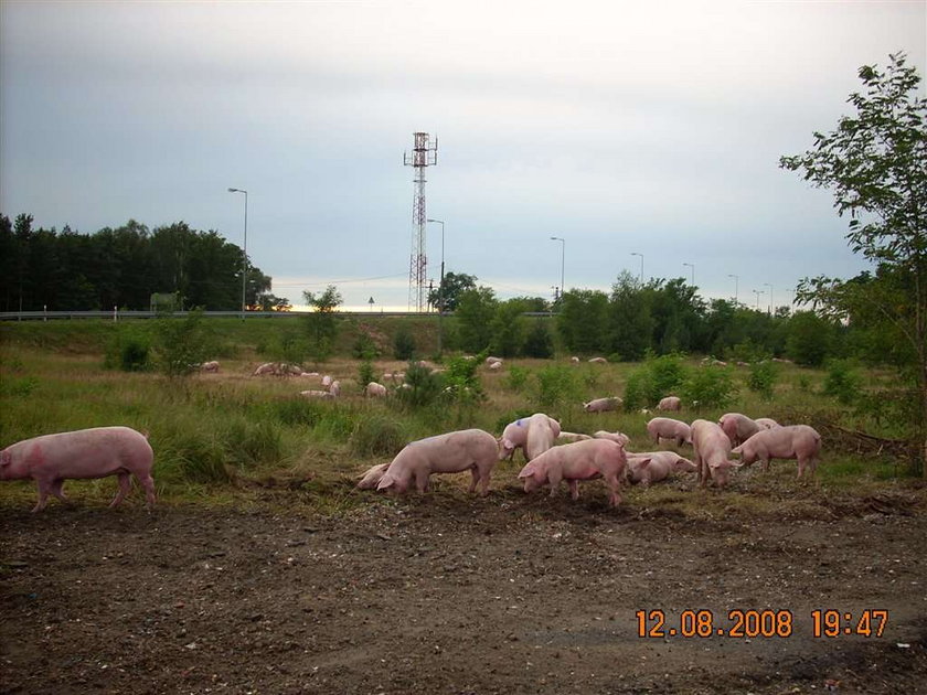 Niemieckie świnie uciekły z transportu