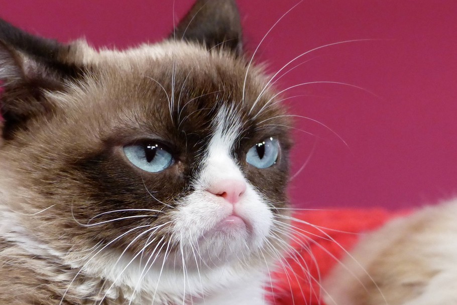 Grumpy Cat