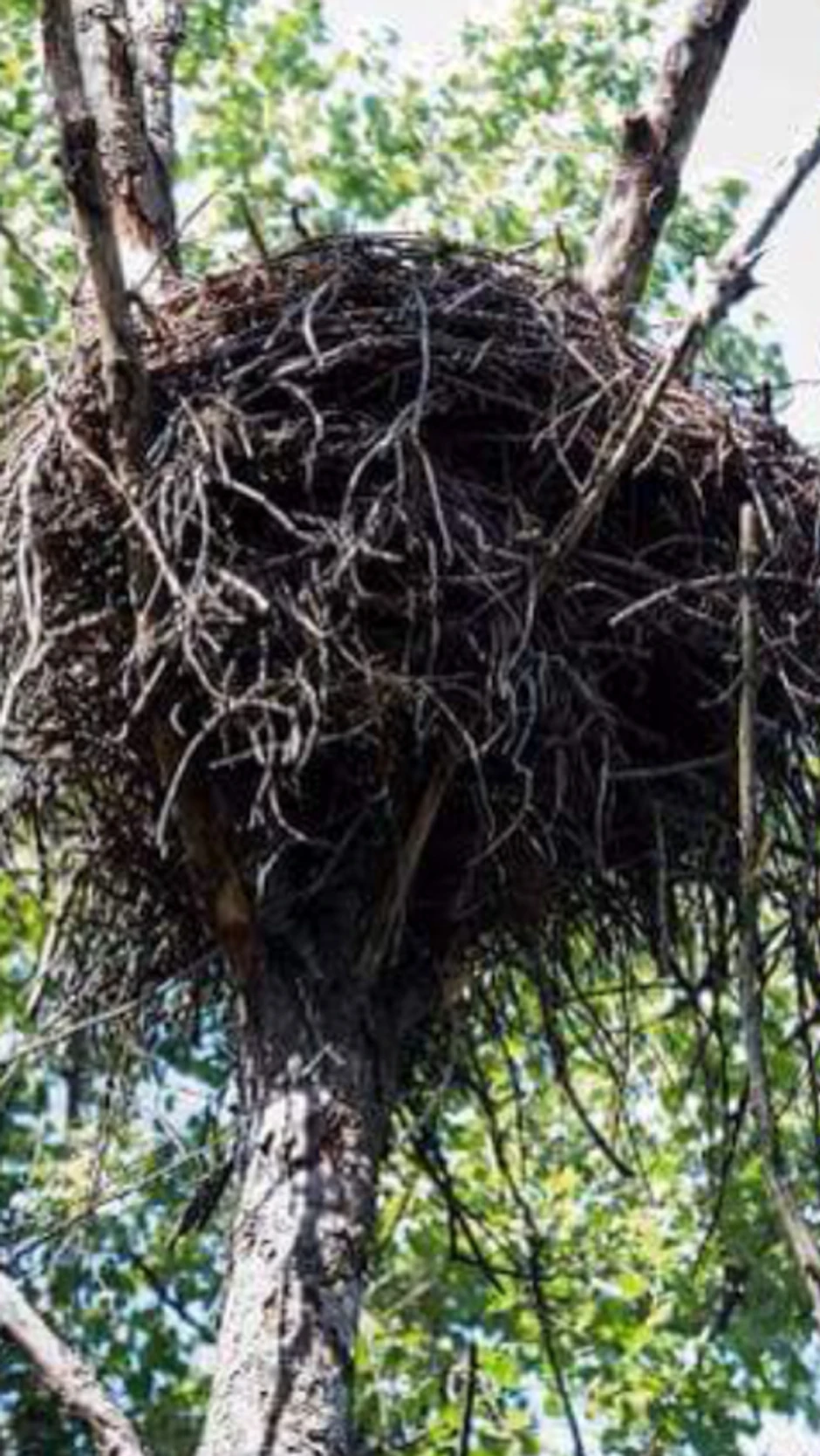 Oba roditelja brinu o  mladuncima