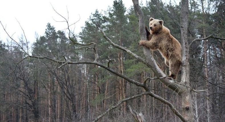 A shelter for bears rescued after years of torture in circuses has become a popular tourist site near the city of Zhytomyr, Ukraine