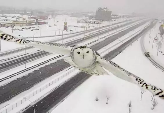 Puchacz śnieżny uchwycony w kamerze miejskiej. Nagranie z Kanady zachwyciło wielbicieli zwierząt