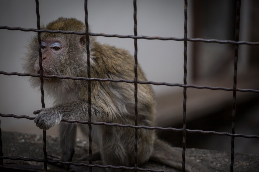 Tajvanski makaki Cica koju od milošte zovu Bakica