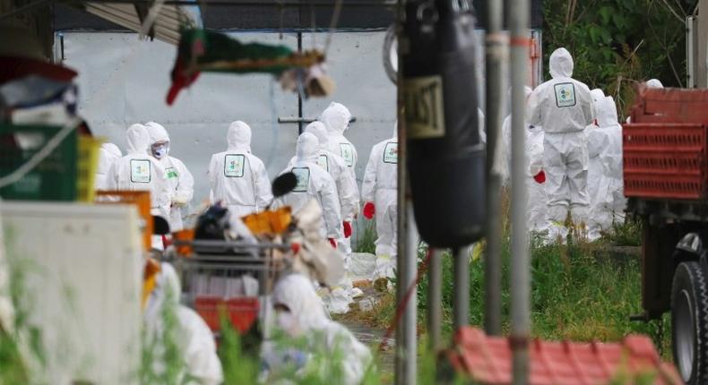 South Korean health officials prepare to bury chickens at a farm in Jeju after the bird flu virus hit