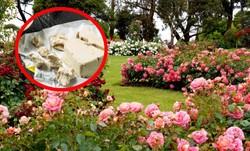 Spryskaj tym rośliny w ogrodzie. Będą pięknie kwitnąć i pozbędziesz się szkodników