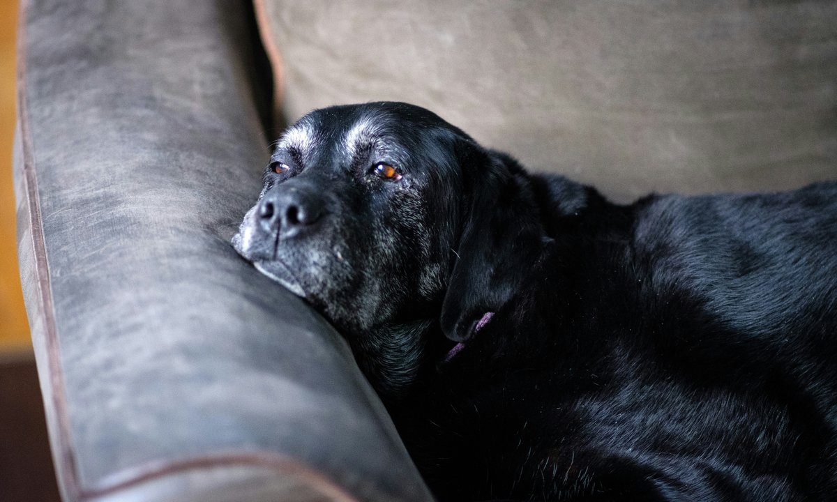"Dzień dobry, chciałem uśpić psa". Dla niektórych to żaden problem