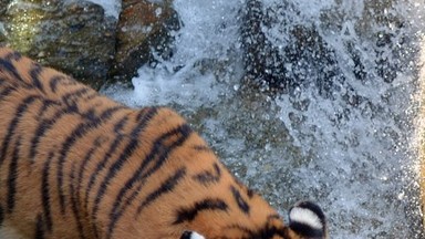 Włochy: właściciel prywatnego zoo rozszarpany przez tygrysy