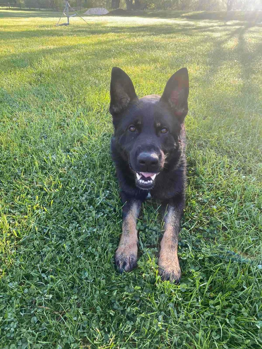 Pas tragač iz Nikšića