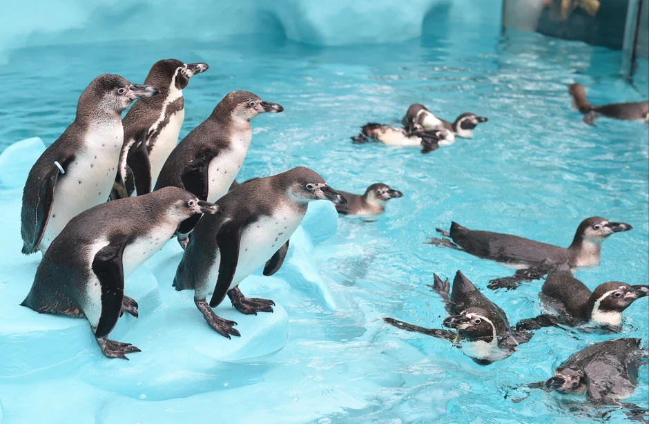 Stiglo je sedam pingvina iz Beča i 10 iz UAE