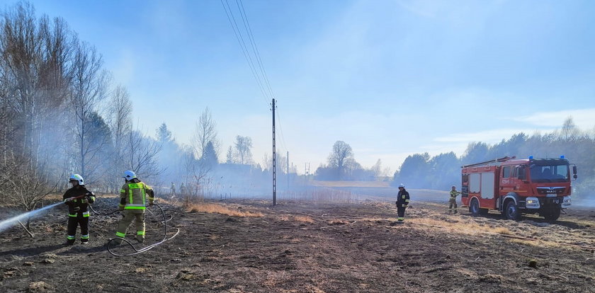 Pożar lasu pod Opocznem. Strażacy znaleźli zwłoki mężczyzny. Zginął, bo ratował las przed ogniem?