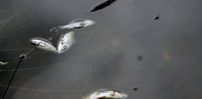 Ryby posnęły z braku powietrza