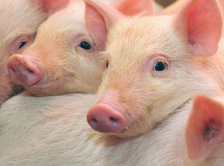 Rząd deklaruje wzmożenie walki z pomorem świń, ale niezadowolenie wsi rośnie