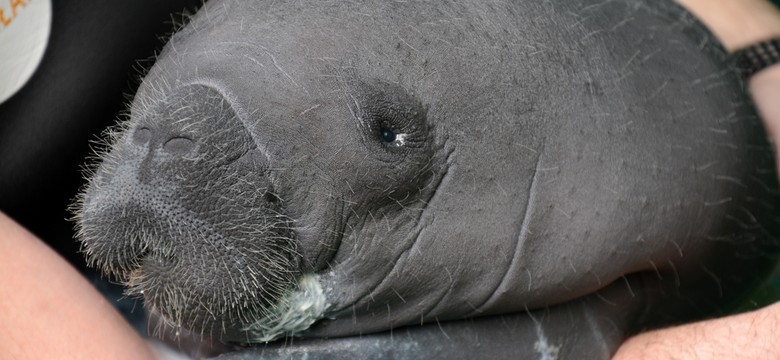 We wrocławskim zoo urodził się manat