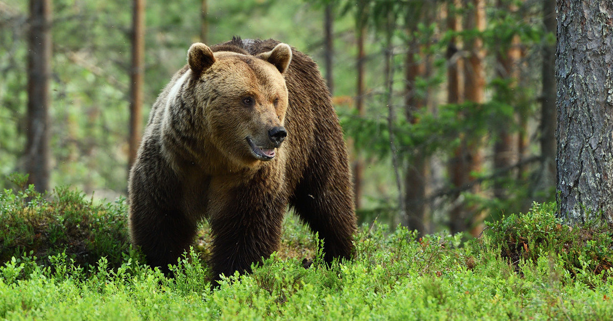 Los problemas eslovacos con los osos continúan.  El animal atacó a una pareja