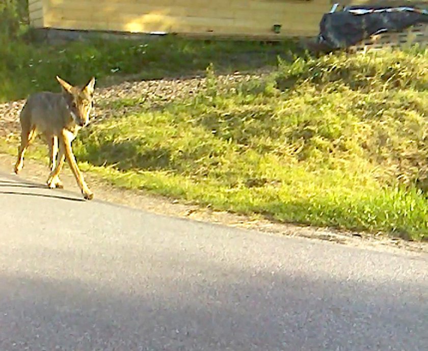 Atak wilka w Bieszczadach