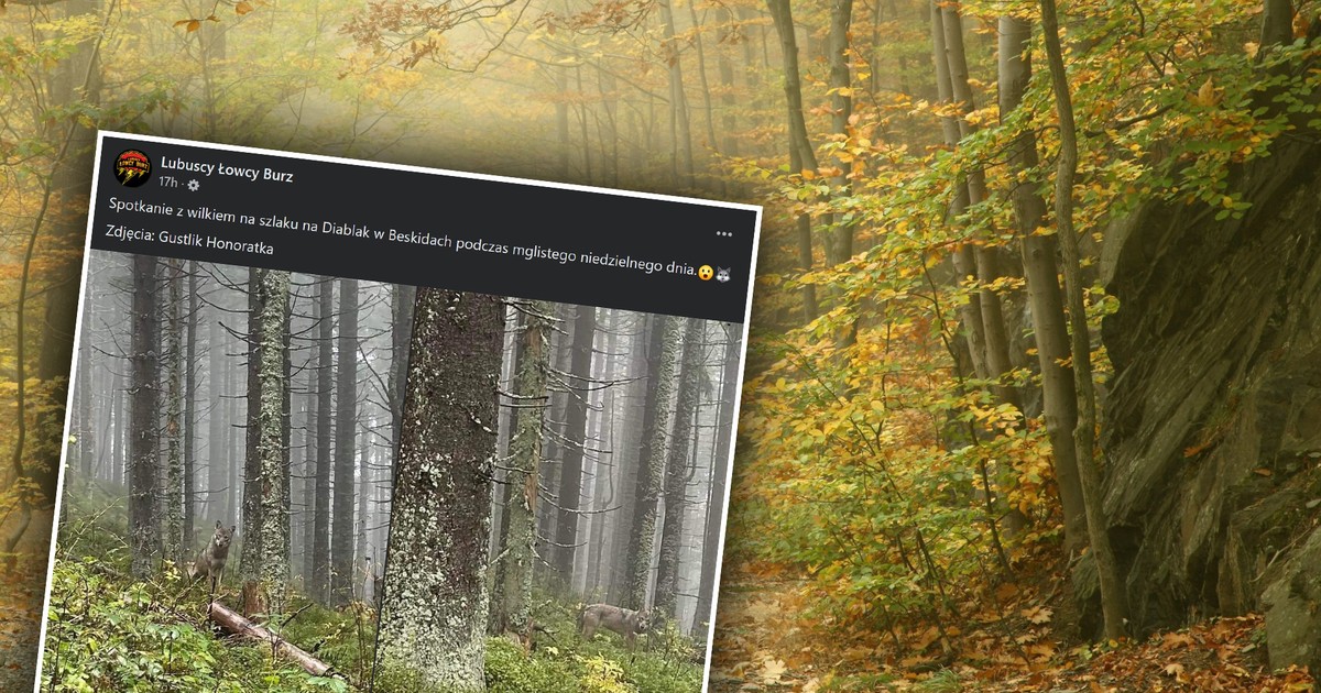 Las fotografías tomadas en el bosque de Besquits se están volviendo virales en Internet. «Ver esto me da escalofríos»