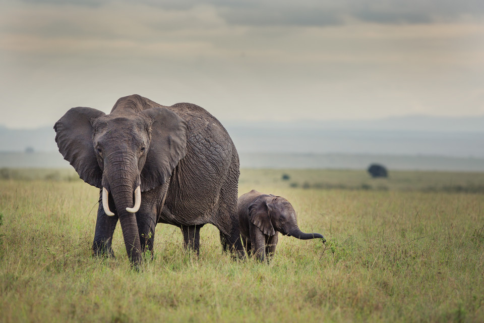 Codziennie ginie ponad 50 słoni