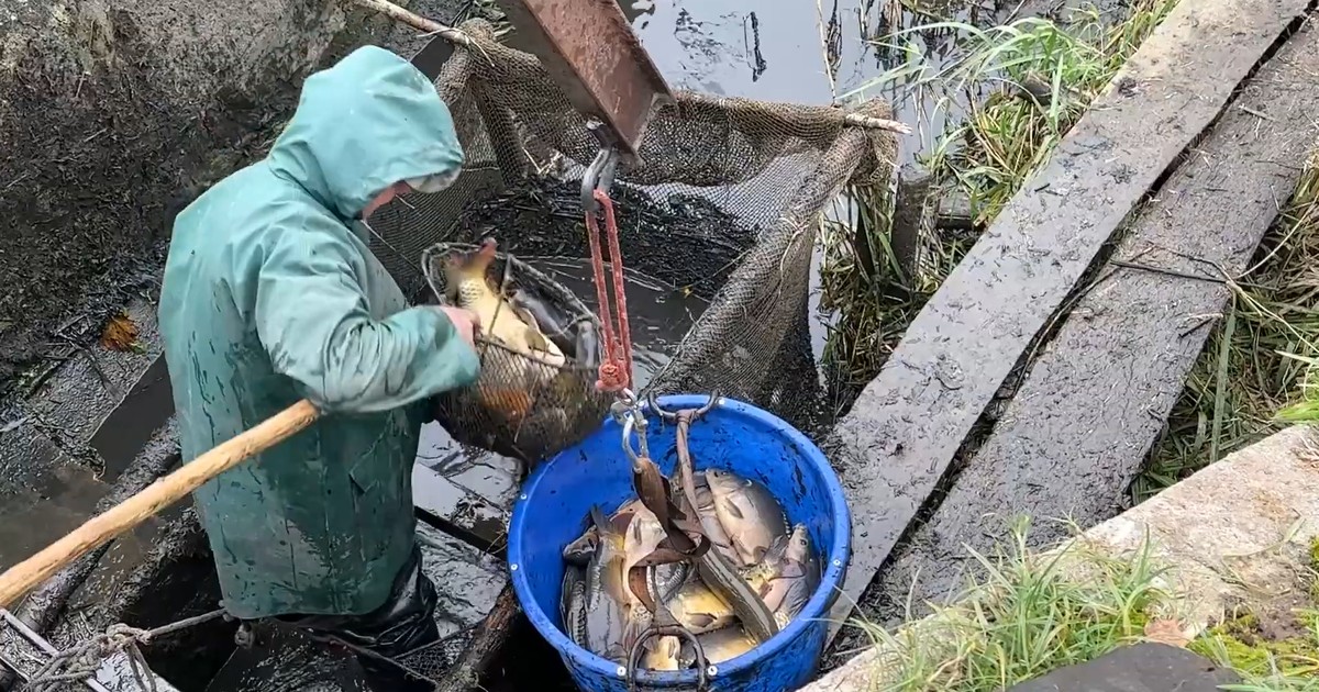 Karpie z własnego stawu. "Mogę sprzedać nawet sztukę". Zaskakujący cennik