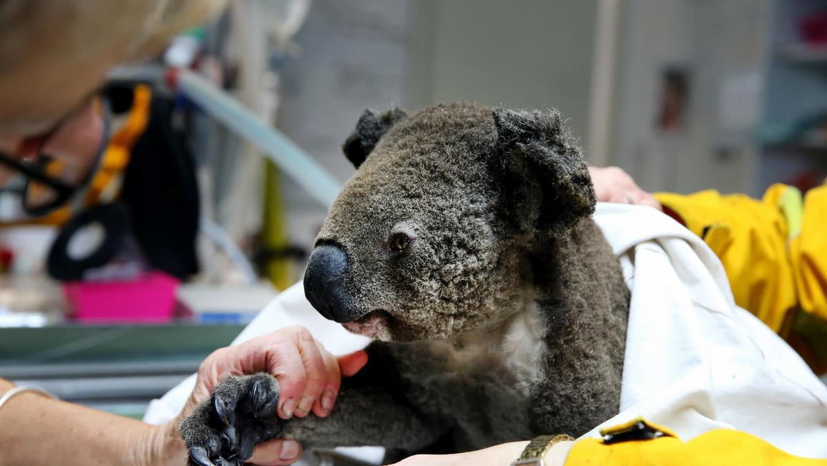 *PREMIUM-EXCLUSIVE* Rescued Koala's from the Port Macquarie bushfires