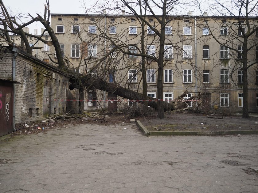 Powalone drzewo przy ul. Rewolucji 1905 r. Służby znalazły właściciela