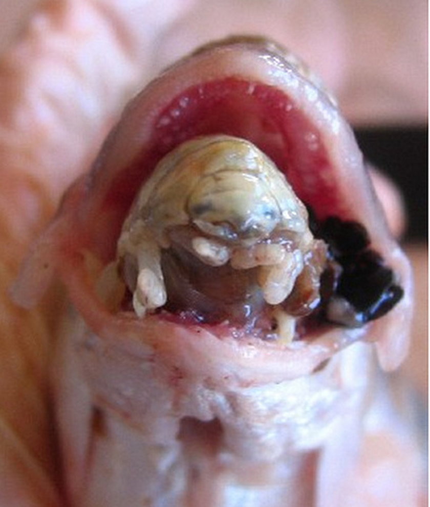 Pasożyt zjada język rybom