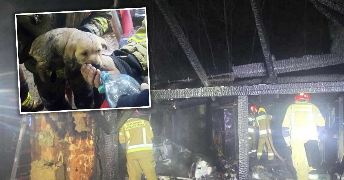 Strażacy uratowali z płomieni przerażonego szczeniaka. To zdjęcie chwyta za serce. Teraz zrobili coś jeszcze bardziej poruszającego