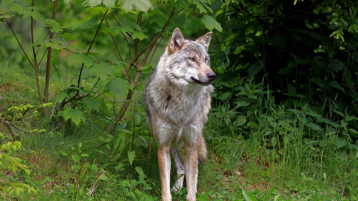 Védett szürke farkasok kilövése miatt nyomoz a Nemzeti Nyomozó Iroda - Blikk