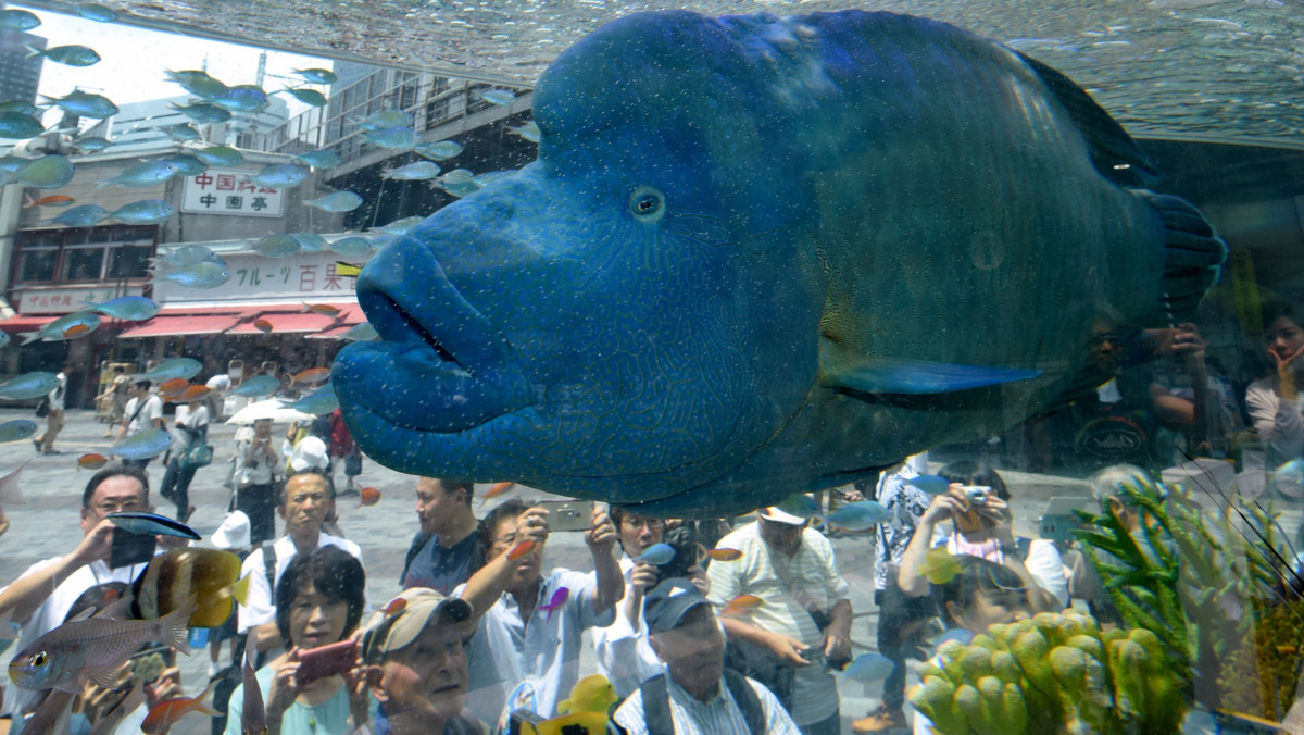 JAPAN-ANIMAL-FISH-EXHIBITION