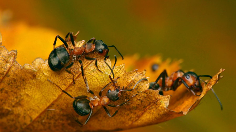 Wiele zwierząt zaczyna przygotowania do zimy jeszcze przed nastaniem mrozów. Robią to także niektóre gatunki mrówek