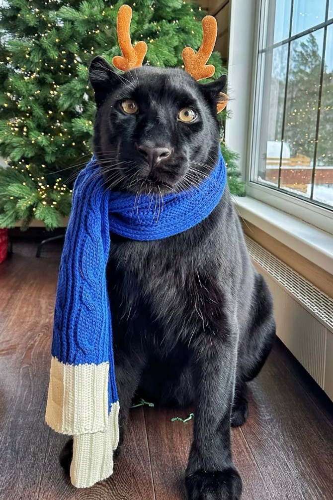 Panter Luna