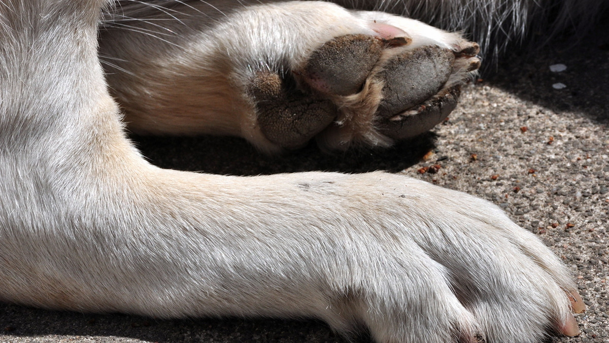 Właściciele psów narzekają, że ich zwierzaki cierpią z powodu soli, która jest wysypywana na ulice i chodniki. "Przeszliśmy przez jezdnię i Keri zaczęła kuleć" –  poskarżyła się Małgorzata, czytelniczka tvn24.pl.