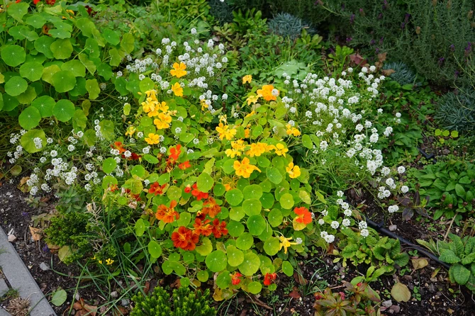 Dragoljub cveta već četiri do šest nedelja nakon sadnje