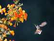 Koliber opodal San Gerardo de Dota