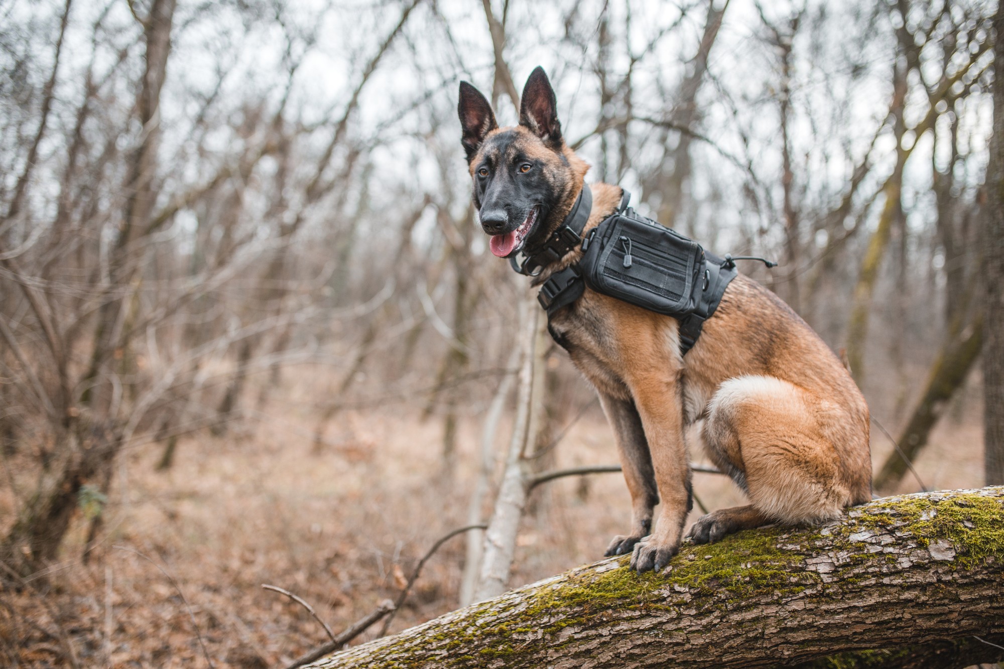 Belgický ovčiak Malinois