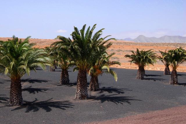 Galeria Wyspy Kanaryjskie - Fuerteventura, obrazek 42