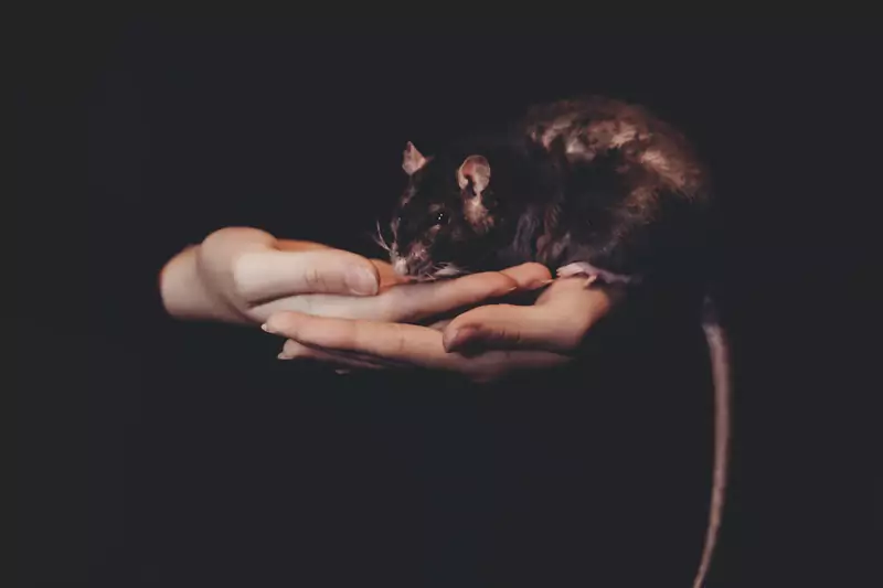 Sennik: co oznaczają sny o szczurach?