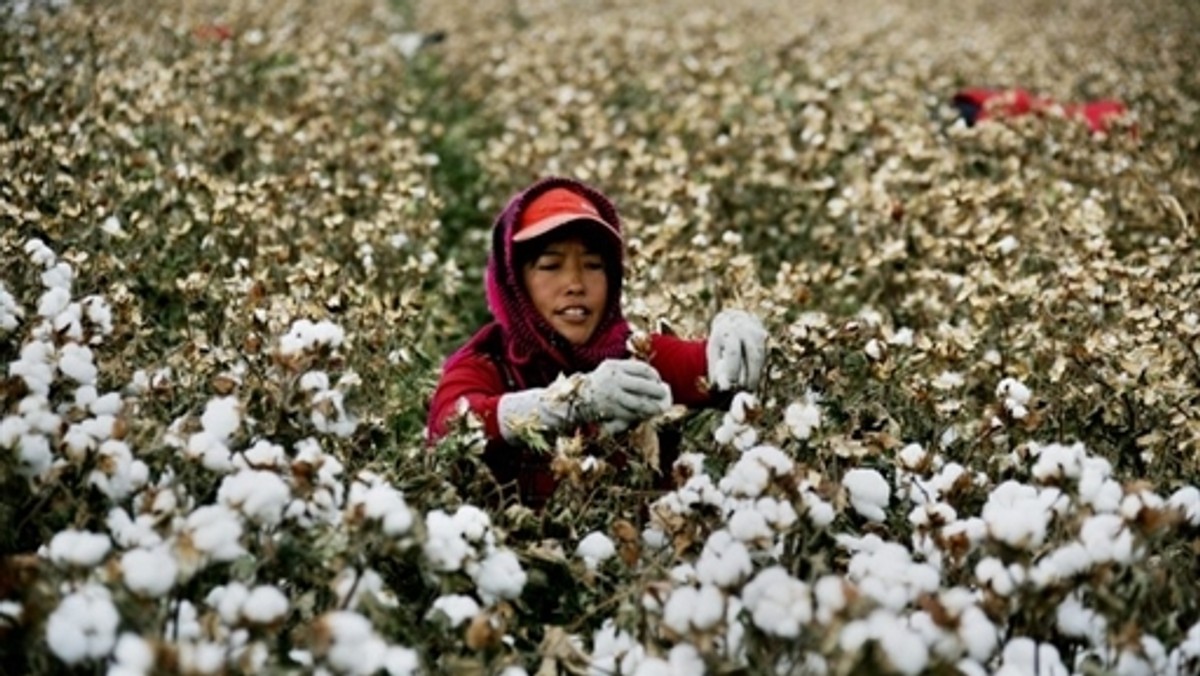 COTTON ECONOMY AGRICULTURE