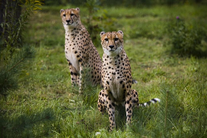 Gepardy z gdańskiego zoo