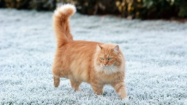 Kot syberyjski – wygląd, charakter, odmiany