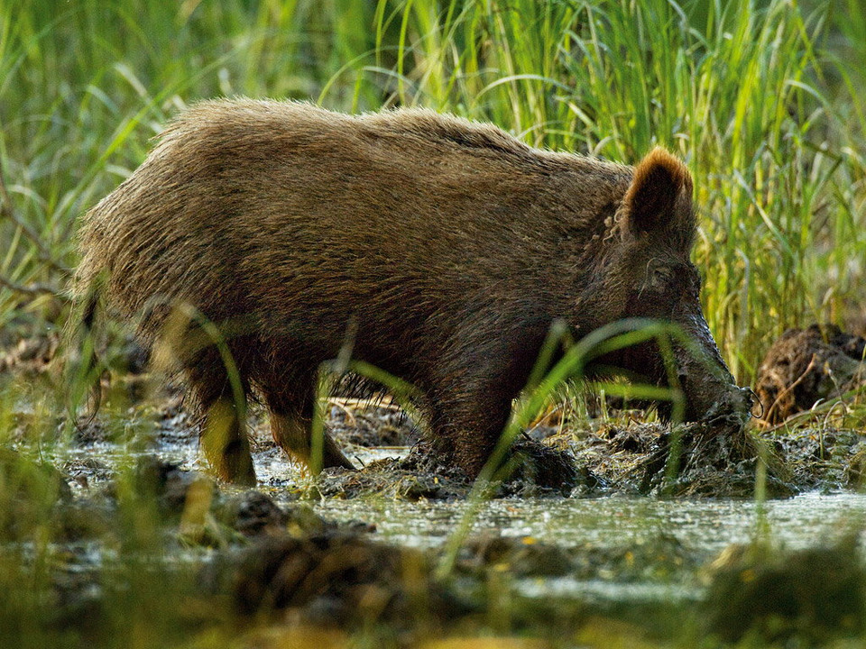 Park Krajobrazowy Kopački Rit w Chorwacji