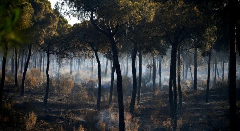 A reconnaissance flight over the affected zone showed that the blaze was on the wane after three nights of fire-fighting