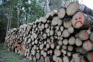 Czy Komisja Europejska zabezpieczy puszczę przed polskim rządem?