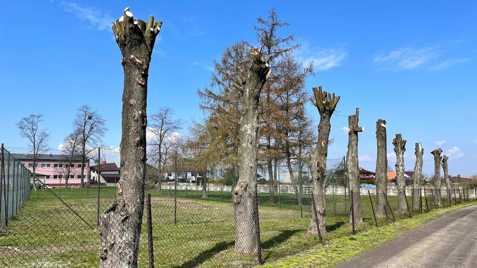 Zniszczone drzewa w Łubnicach. Zostały same pnie