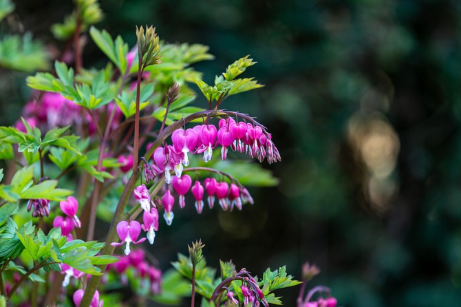 Dicentra očarava cvetovima u obliku srca