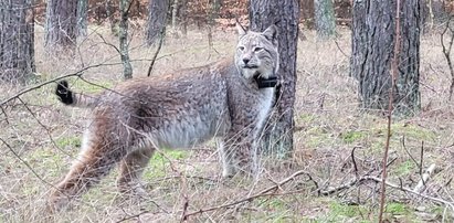 Zdjęcia udostępnione przez leśników budzą przerażenie. "Strach do lasu na spacer iść?" Wyjaśniamy, jak jest!