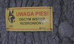 Wataha psów pogryzła dziecko