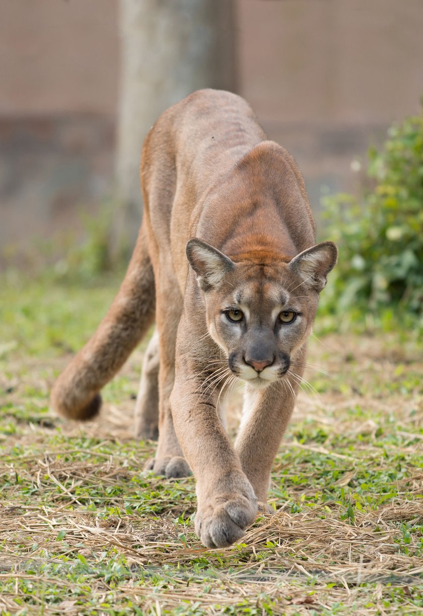 Puma na Lubelszczyźnie