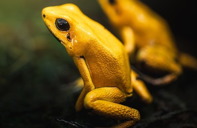 Kolorowe żaby mogą zabić!